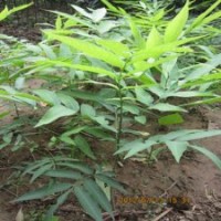 庭院鎮(zhèn)宅寶樹保平安樹苗低價出售無患子苗無患子芽苗