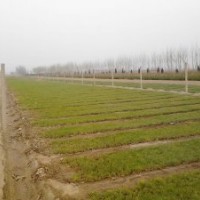 五角楓 皂角苗 油松 側(cè)柏 花椒 核桃 山楂 櫻桃