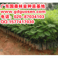 藍(lán)花楹—藍(lán)花楹小苗_廣西藍(lán)花楹小苗