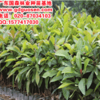 杜英—大葉杜英_大葉杜英價格