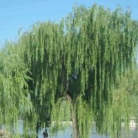 垂柳廠商，垂柳價(jià)格，濟(jì)寧垂柳基地
