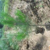 山西白皮松低價供應白皮松哪里便宜運城白皮松