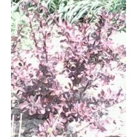 紅葉小檗球,紅葉小檗,從生紫荊