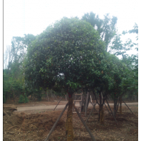 成都/西安苗圃低價供應(yīng)茶條槭，桂花，蒙古櫟，國槐