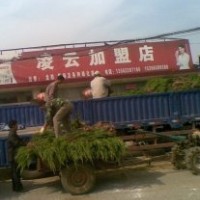 日照龍柏苗木基地常年低價出售龍柏大小苗