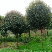 1公分桂花價(jià)格，2公分八月桂價(jià)格，1-2公分桂花價(jià)格行情