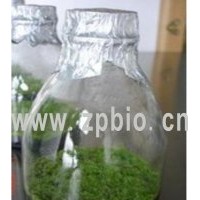 出售蝴蝶蘭組培苗