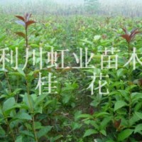 供應利川綠化用桂花樹苗桂花種子桂花小苗桂花樹苗桂花種子價格