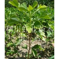 供應綠化用銀杏樹銀杏樹苗銀杏小苗