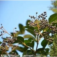 多久對大葉女貞澆一次水