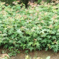 庭院綠化苗木五角楓苗雞爪楓苗五角槭樹苗行道樹小苗元寶楓苗批發(fā)