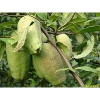 供應(yīng)木瓜海棠、皺皮木瓜苗、光皮木瓜苗、木瓜種子