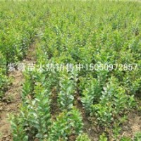 宿遷最專業(yè)苗木基地批發(fā)紫薇苗赤薇苗銀薇苗木蘭花苗