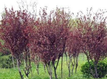 常年供應(yīng)紫薇、紫葉李、楓香、小葉女貞球、高桿女貞