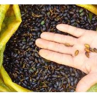 江西楨楠種子，楨楠袋苗，楨楠苗供應(yīng)