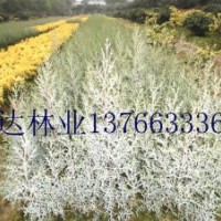 彩葉苗木金冠柏,藍(lán)劍柏,藍(lán)冰柏