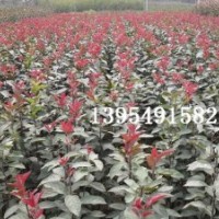 北美海棠，木瓜海棠，流蘇苗，木瓜苗，果樹(shù)苗