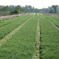 供應(yīng)白皮松小苗=白皮松苗=白皮松小苗價(jià)格=白皮松小苗