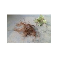 美國(guó)秋火焰扦插苗