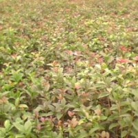 桂花,批發(fā)銷售,湖北十堰