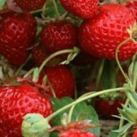 買甜寶草莓苗首選潤澤園藝場，易種高產(chǎn)口感好