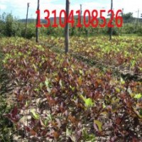 供紫葉稠李、密枝紅葉李、金葉復葉槭、王族海棠