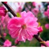 榆葉梅樹(shù)苗價(jià)格