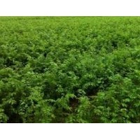 櫸樹小苗基地。櫸樹小苗價格