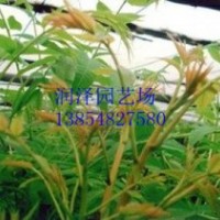 泰安潤(rùn)澤園藝香椿苗培育基地，大棚香椿苗價(jià)格，供應(yīng)大棚香椿苗