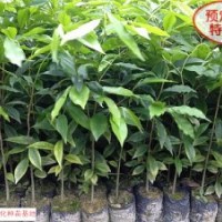 廣西沉香種苗批發(fā)，廣西沉香苗價(jià)格