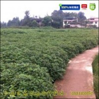 香樟苗|香樟樹苗|油樟苗|龍腦樟苗