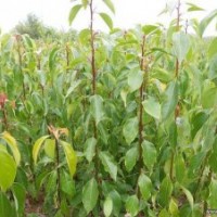 南陽(yáng)香樟樹苗圃供應(yīng)南北欒樹苗白蠟樹苗紅葉石楠