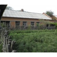 營(yíng)養(yǎng)缽 樟子松60-80