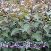 紅葉海棠、光輝海棠、皇家雨點海棠