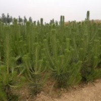 低價(jià)供應(yīng)營(yíng)養(yǎng)杯80、90、1米黑松苗