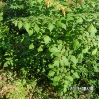 最新北欒苗價格 北欒苗批發(fā)