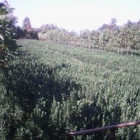 大量供應(yīng)各種規(guī)格，冬青