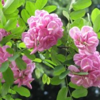 哪里的香花槐最美