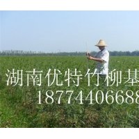 重慶竹柳工程苗