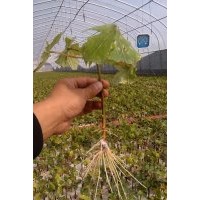 濟(jì)寧大量出售海棠2到3公分，法桐，白臘，國(guó)槐，欒樹(shù)等小苗