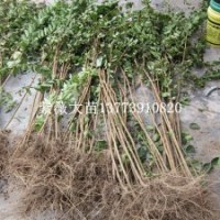 買一米五高一公分粗紫薇苗找江蘇恒屹生態(tài)苗木