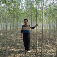 供應(yīng)白蠟 國槐 柳樹等