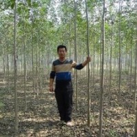 出售6.7.8白蠟國槐