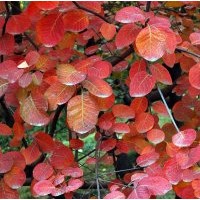 河北哪里出售大量黃櫨