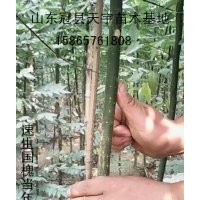 山東冠縣供應(yīng)毛白楊速生楊速生柳垂柳