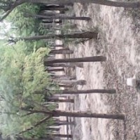 2013年國(guó)槐小苗價(jià)格