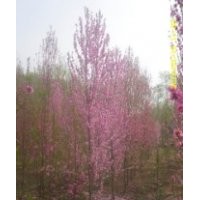 泰安億家苗木大量供應(yīng)碧桃，火爆銷售中