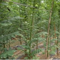 出售國(guó)槐小苗，法桐小苗，白蠟小苗