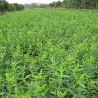 供應(yīng)連翹苗 1年/2年/3年/連翹苗 山西連翹苗種植基地