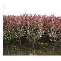 專供山西：紅葉李，紫葉李，紫葉矮櫻